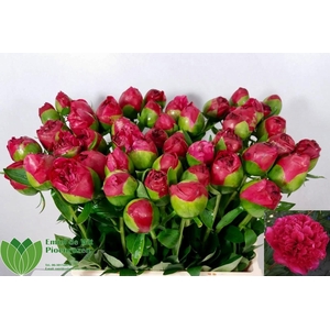 PAEO COM PERFORMANCE