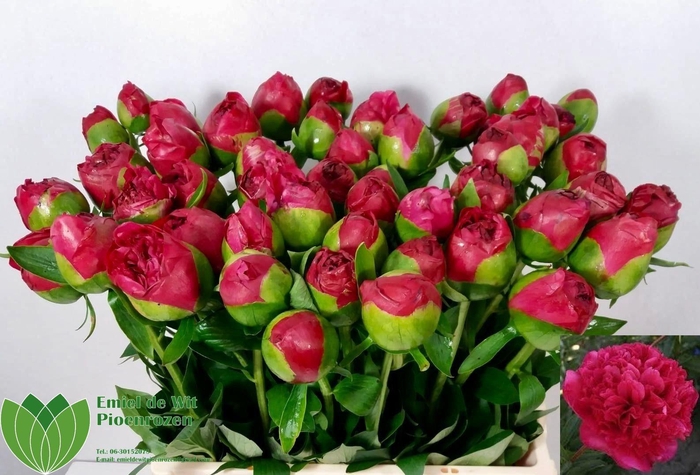 <h4>PAEO COM PERFORMANCE</h4>