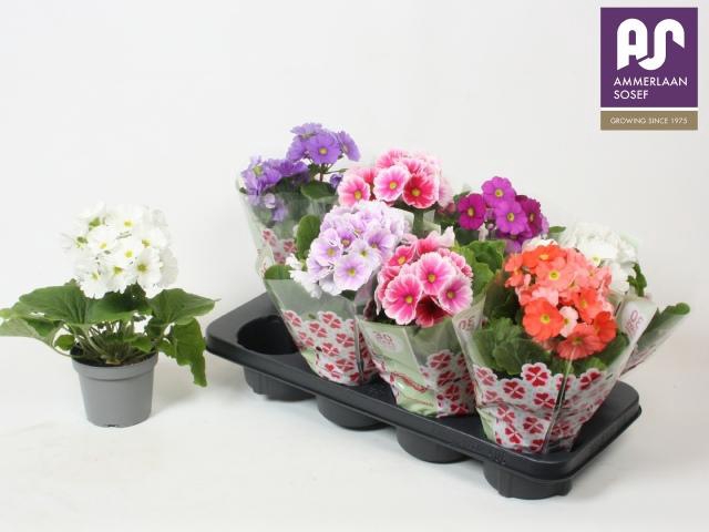 <h4>PRIM OB TM GEM</h4>