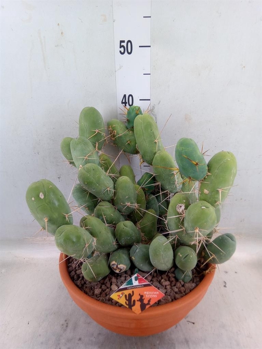 <h4>Cereus   ...</h4>