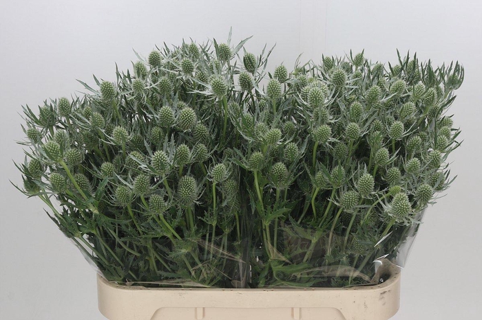 Eryngium Silver Dynamite