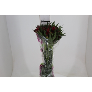 ALSTROEMERIA NATALYA 080 CM