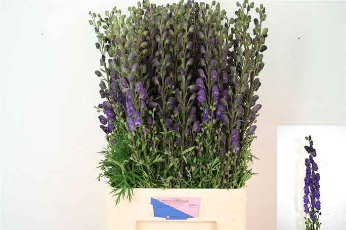 <h4>Aconitum Na Pyramidale</h4>