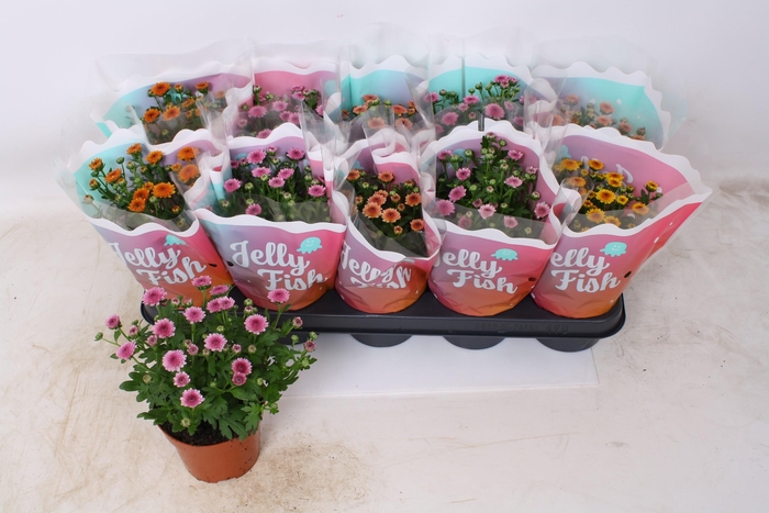 <h4>CHRYS JELLYFI GEM</h4>