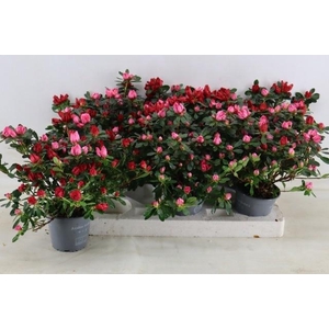 RHODO OV