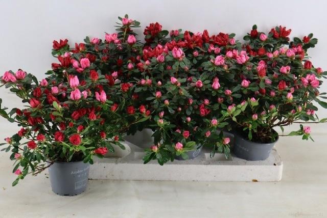 <h4>RHODO OV</h4>