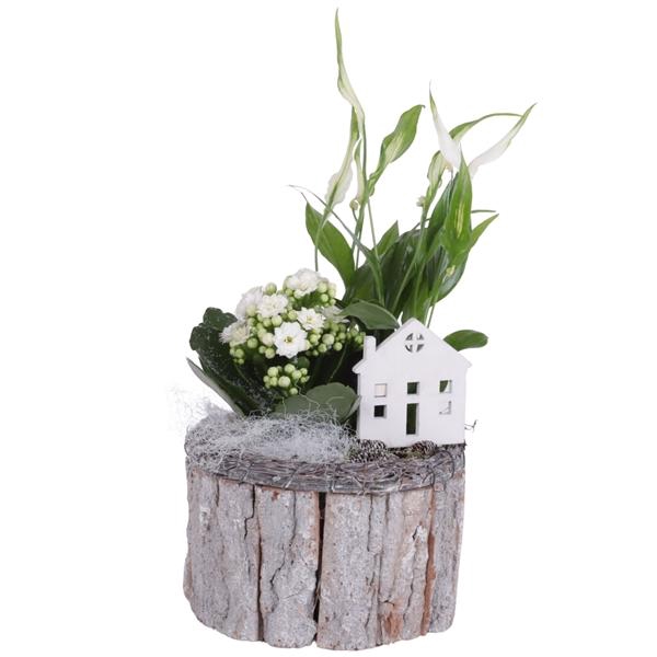 <h4>Christmas Arr. Indoor Wooden Pot Round Bark Salim Ø15cm 2PP</h4>