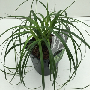 Carex 'Evergreen'