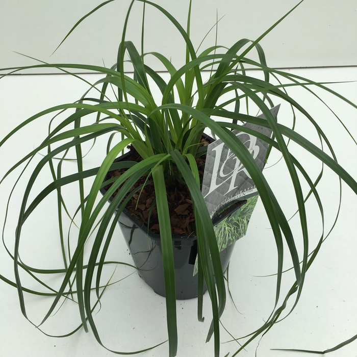 <h4>Carex 'Evergreen'</h4>