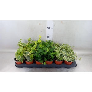 Hedera helix   ...mix 3