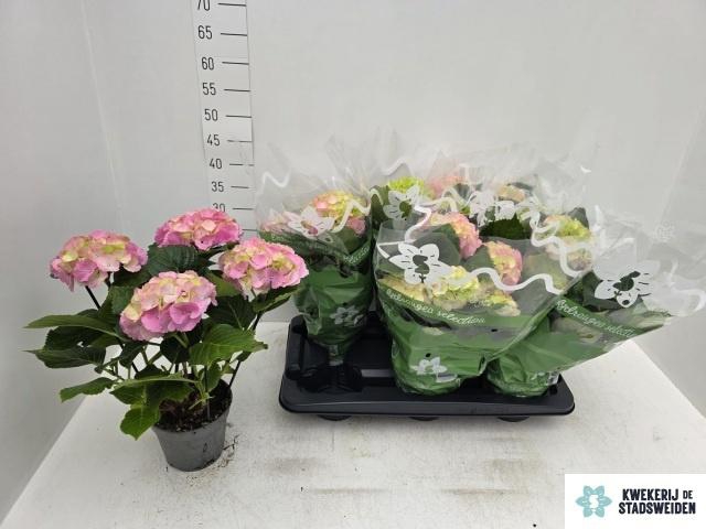 <h4>HYDR M MONACO</h4>