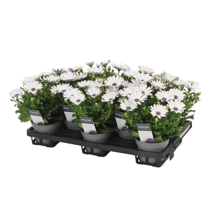 Osteospermum FP Ice Decorum