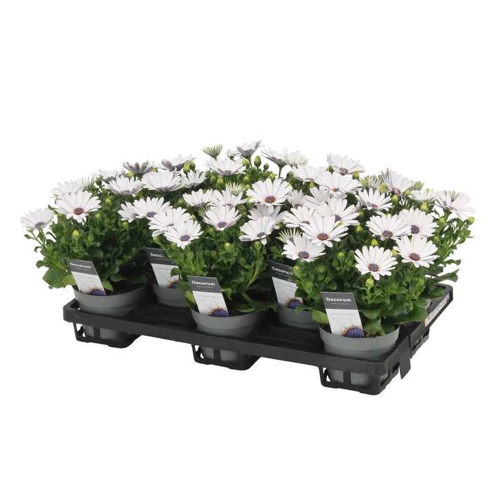 <h4>Osteospermum FP Ice Decorum</h4>