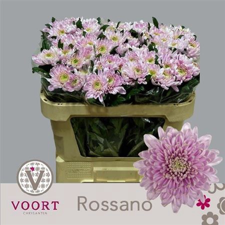 CHR G ROSSANO
