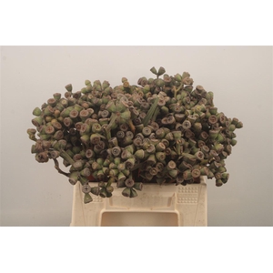 Euc Berry Clock Per Bunch