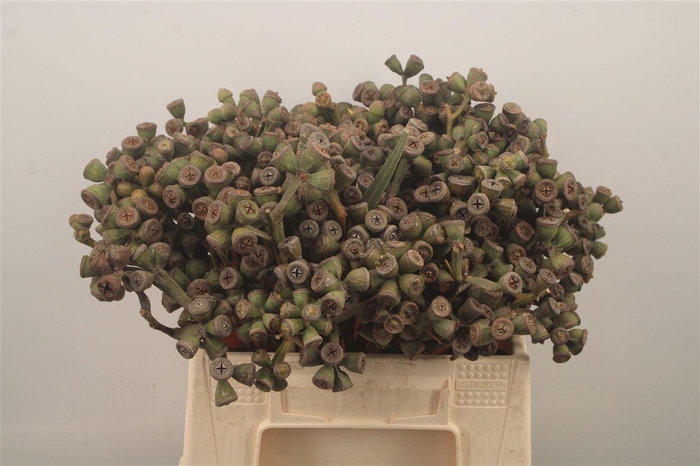 <h4>Euc Berry Clock Per Bunch</h4>