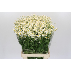 Tanacetum Campagne