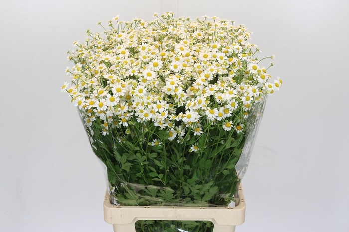 <h4>Tanacetum Campagne</h4>
