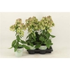 Kalanchoe Magic Bells