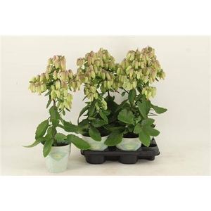 Kalanchoe Magic Bells Potcover