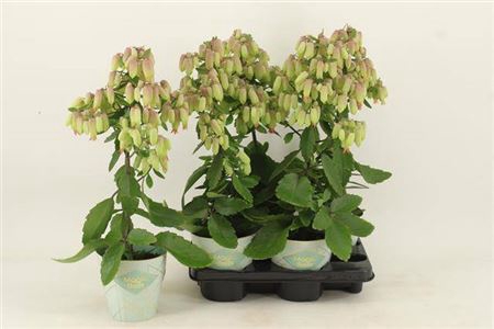 <h4>Kalanchoe Magic Bells Potcover</h4>