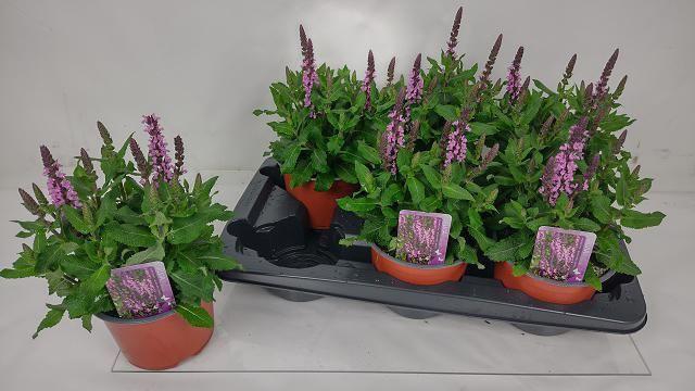 <h4>SALVIA NE MIDNIGH RS</h4>