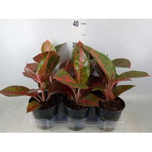 Aglaonema   ...
