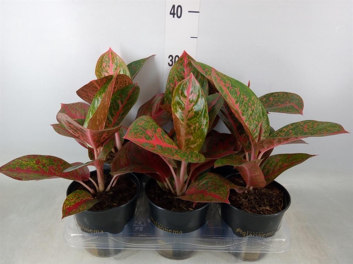 <h4>Aglaonema ...</h4>