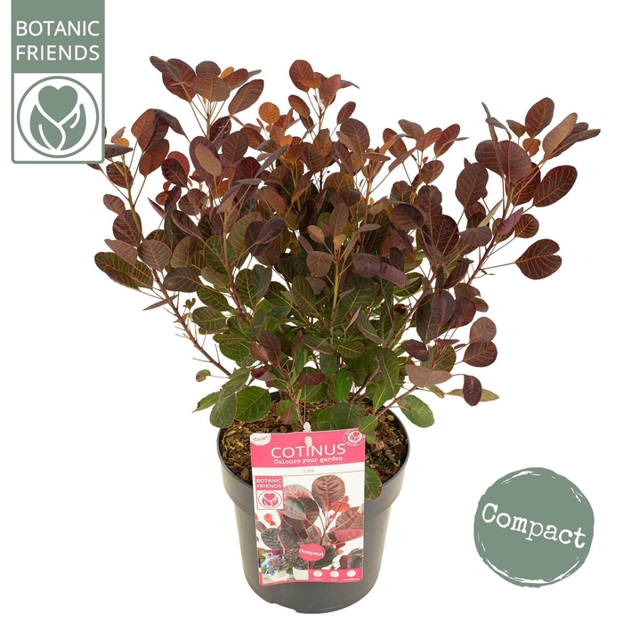 <h4>Cotinus coggygria</h4>
