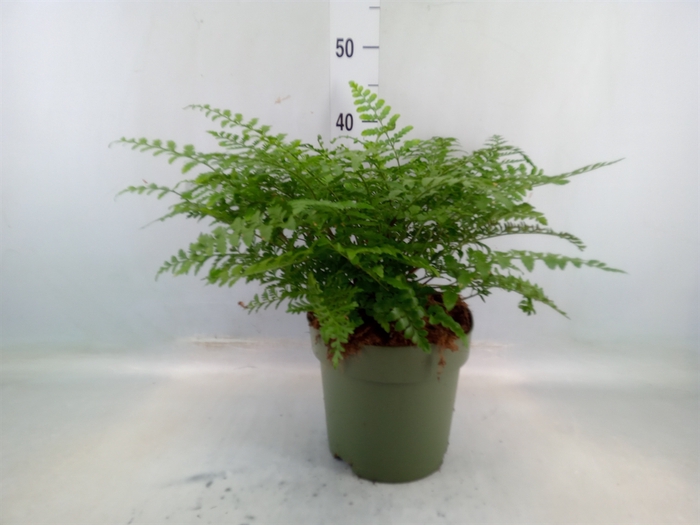 <h4>Asplenium parvati</h4>