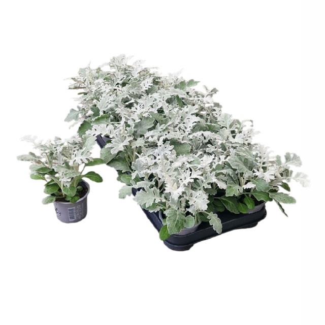 <h4>JACOBAEA MARITIMA</h4>