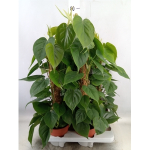 Philodendron scand.