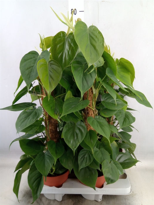 <h4>Philodendron scand.</h4>