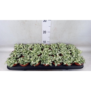 Fittonia  'Mosaic White Forest Fla'
