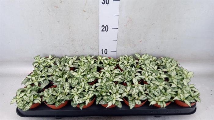<h4>Fittonia  'Mosaic White Forest Fla'</h4>