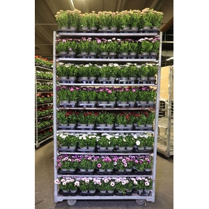 arr8 Osteo Gem Mixk 1 Klr Per Tray