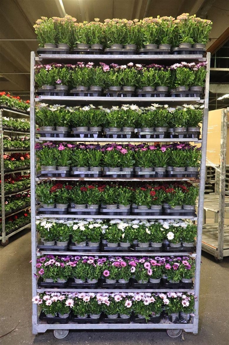 <h4>arr8 Osteo Gem Mixk 1 Klr Per Tray</h4>