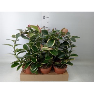 Hoya australis 'Blondie'