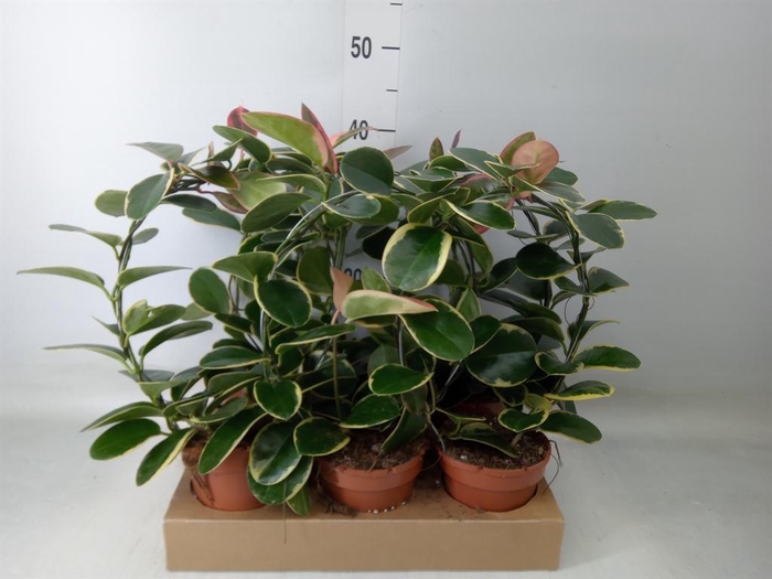 <h4>Hoya australis 'Blondie'</h4>