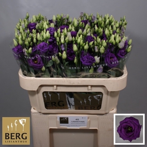 Lisianthus Rosita Blue