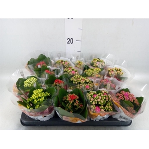 Kalanchoe blos. 'RoyalDon'   ..mix