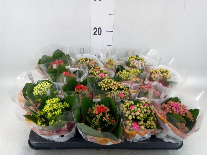 <h4>Kalanchoe blos. 'RoyalDon'   ..mix</h4>