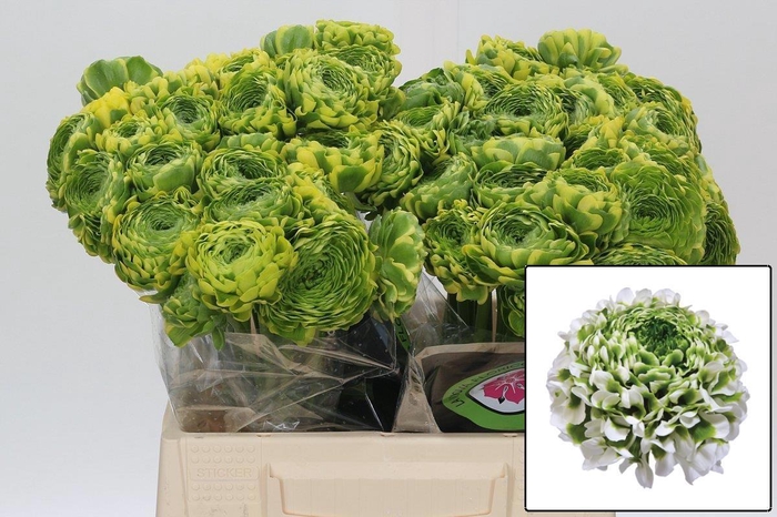 <h4>RANUNCULUS OV</h4>