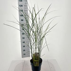 Miscanthus sinensis