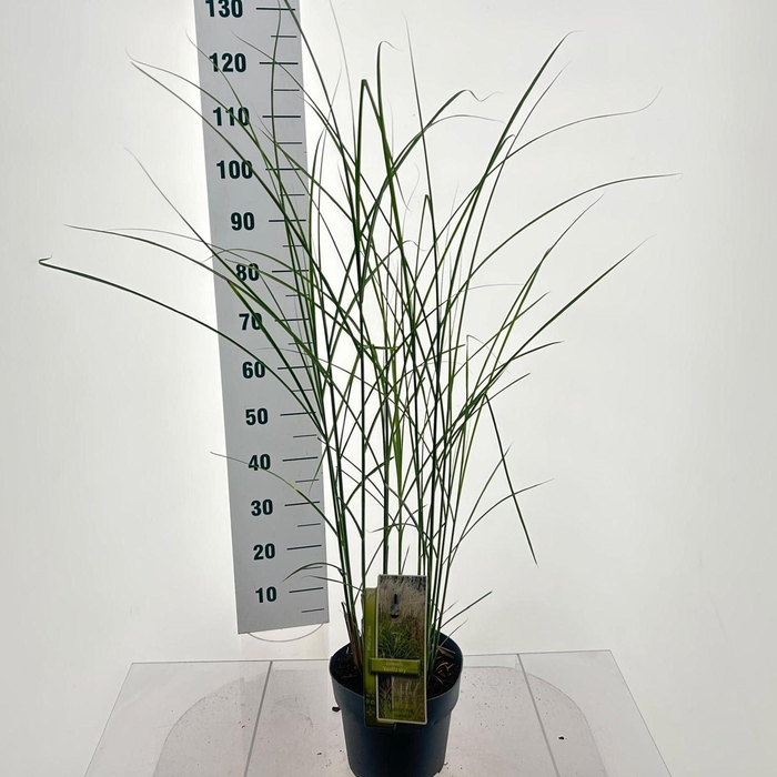 <h4>Miscanthus sinensis</h4>