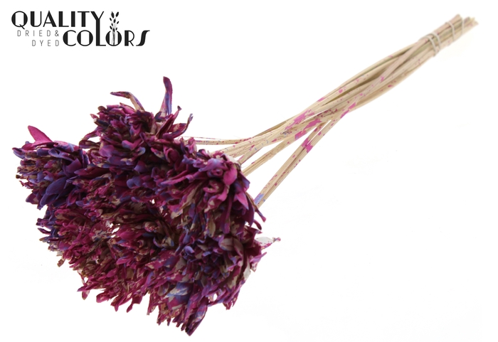 Shola Slice Pine 6cm on stem Multicolour Cerise/Milka
