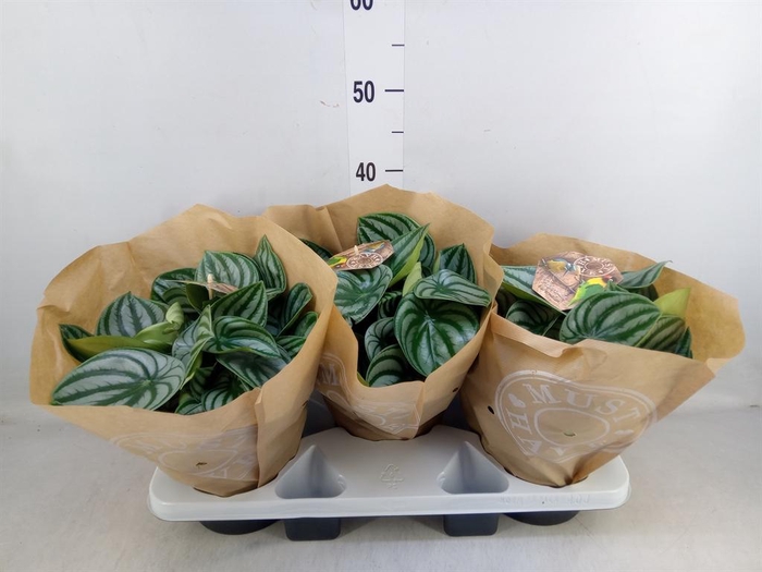 <h4>Peperomia argyreia</h4>