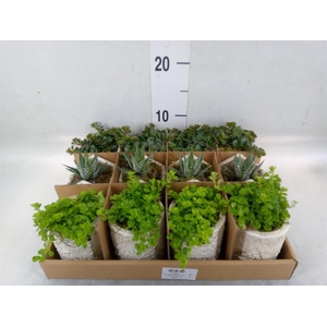 Arr.   Kamerplant Groen L%