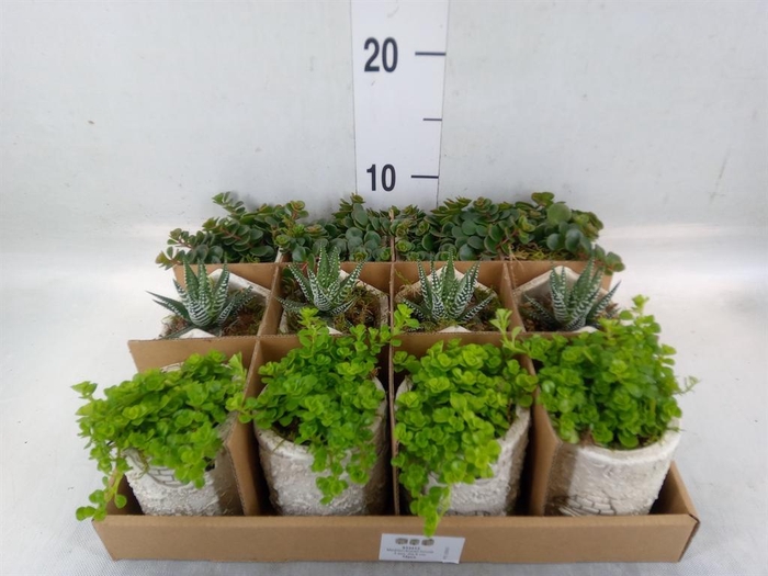 <h4>Arr.   Kamerplant Groen L%</h4>