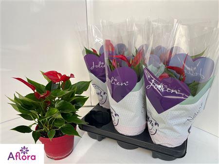 Anthu Banderola Roja 5-6 Bloemen+